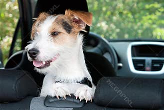 Cute dog in motor car