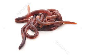 Worms