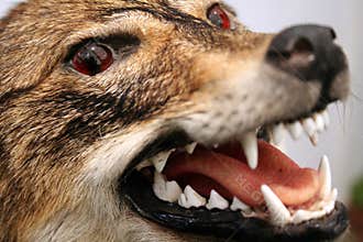 Wolf