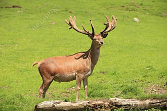 Deer