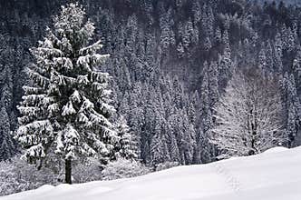 Winter scene, forest in Romanian Carpathians
