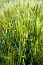 Green wheat field