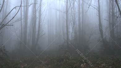 A far men walking through fog in a lonely forest SF
