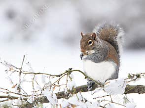 Fat Grey Squirrel Eating Peanut on Snowy branch