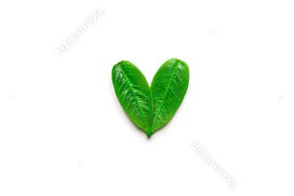 Heart symbol made from young green tree leaves isolated with shadow on solid white background. Environmental conservation plastic