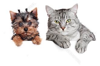 Portrait of a dog and cat