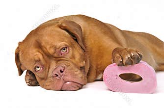 Cute Puppy with Toilet Paper
