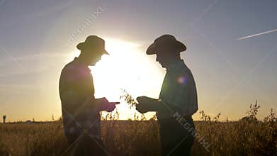 Two Farmers Working On The Field With Crops Check The Ripeness Of The Grain