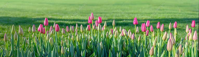 Horizontal banner gentle pink buds of blooming tulips on the background of lush green grass