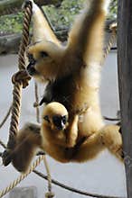 White-handed Gibbon