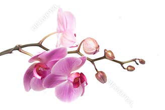 Orchid