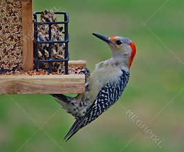 Red-Bellied Woopecker Clinging to Feeder