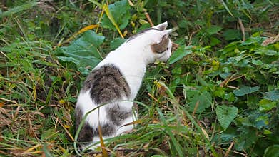 Young white-gray tabby cat is walking in the green grass. Domestic cat is hunting on the loose. Cat sits in the high