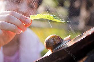 Snail in the rain