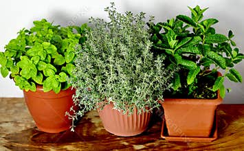 Mixed herbs