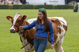 Cow judging at the Great Yorkshire Show