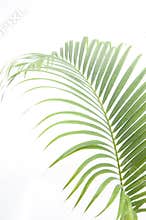 Leaves of palm tree