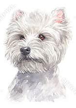 Water colour painting, West Highland White Terrier 060