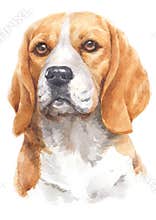 Water colour painting of Beagle 079