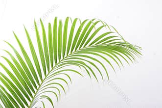 Leaves of palm tree