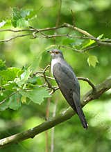 Common cuckoo