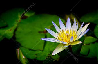 Purple and white shaded asian water lily in full bloom