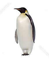 Emperor Penguin