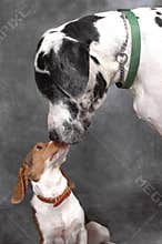 Great Dane and Terrier