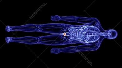 The human prostate gland