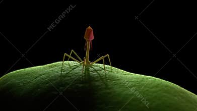 A bacteriophage infecting a bacteria