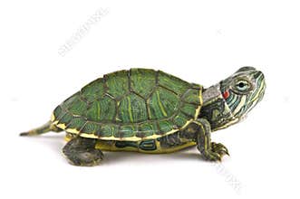 Tortoice