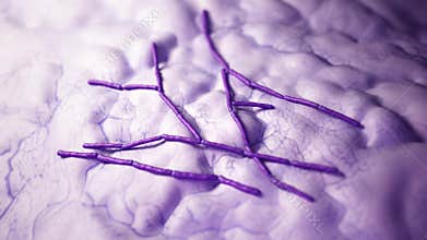 Cereus bacteria