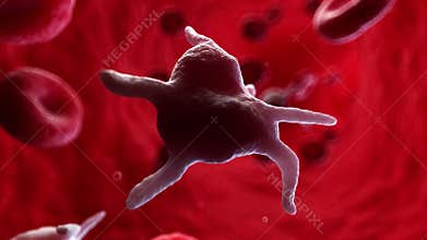 Human platelets