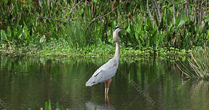 Great blue heron bird. Wildlife Florida. USA.