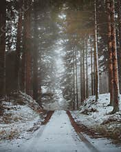A moody forest road in North Zealand, Denmark during wintertime.