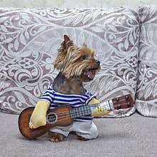 Dog Yorkshire terrier which plays guitar. ukulele