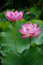 Lotus