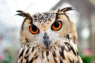 Orange Eyes Owl