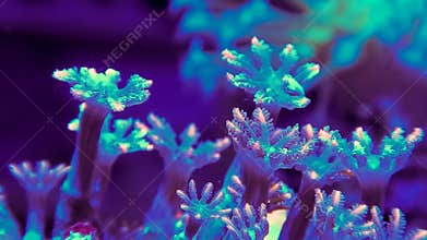 Green and Orange Clove Polyp Corals Swaying Underwater