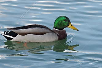 Mallard Duck