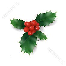 Holly branch with red berries Christmas symbol. Holiday traditional decoration New Year wreath part green leaves