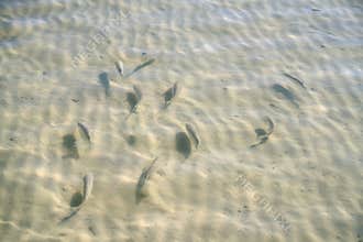 Caribbean transparent water beach fish school