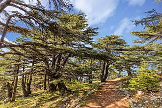 Trees of Al Shouf Cedar Nature Reserve Barouk Lebanon