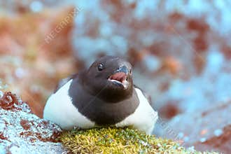Little auk special subspecies