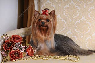 Yorkshire terrier on the armchair