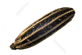 Caraway seed macro