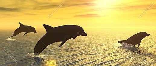 Dolphins at Sunset