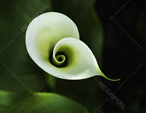 Calla spiral