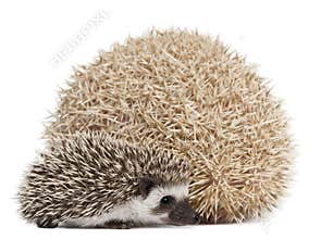 Four-toed Hedgehogs, Atelerix albiventris, 3 weeks old