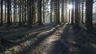 Camera movement alonga a path through in a spruce forest